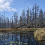 Pagami Creek fire burned area