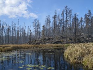 Pagami Creek fire burned area