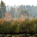 Pagami Creek Fire, Superior NF, Minnesota, September, 2011