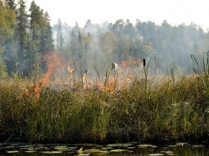 Pagami Creek Fire, Superior NF, Minnesota, September, 2011