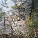 Pagami Creek fire in forest