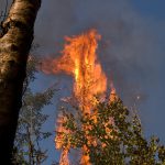 Pagami Creek Fire, Superior NF, Minnesota, September, 2011