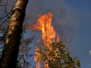 Pagami Creek Fire, Superior NF, Minnesota, September, 2011