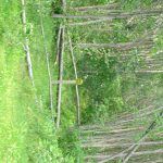 LaSalle blowdown