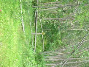 LaSalle blowdown