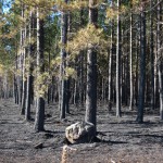 Palsburg Fire burned plantation. Credit: Steve Mortensen, Julie Palkki