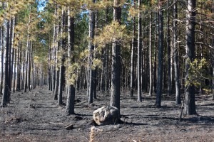 Palsburg Fire burned plantation. Credit: Steve Mortensen, Julie Palkki