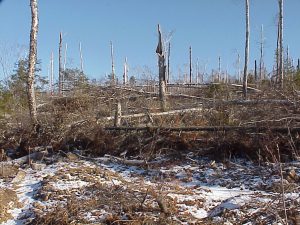 BWCA blowdown
