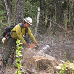 Firefighters sawyer at work