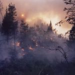 Prescribed fire