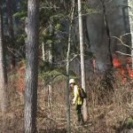 Prescribed fire mopup