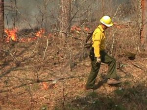 Prescribed fire mop-up