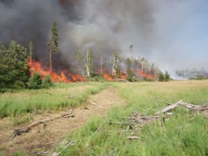 Prescribed fire Red Pine slash
