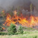 Prescribed fire Red Pine slash 2
