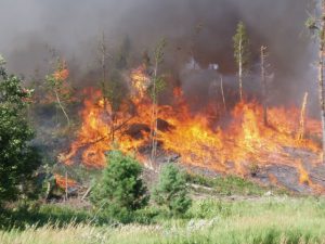 Prescribed fire Red Pine slash 2