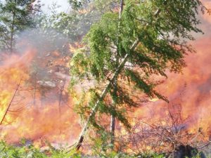 Prescribed fire close-up