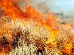 Sage Fire flame length