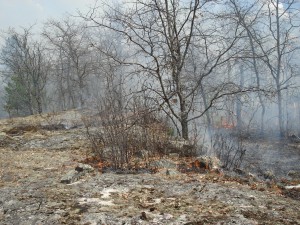 USFS Oak/Blueberry Prescribed Burn, 2013