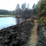 BWCA hiking trail after fire