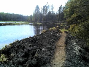 BWCA hiking trail after fire
