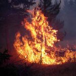 Torching-littlelr