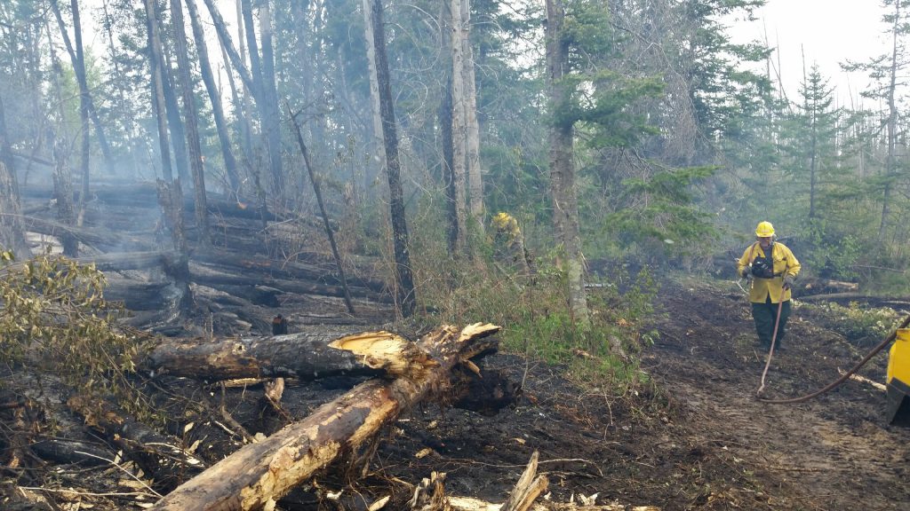 Hazy smoke next to downed trees and people.