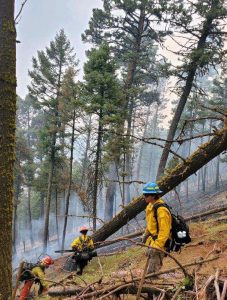 Wildland firefighters in yellow shirts stand on a steep smoky hill next to tall pine trees.