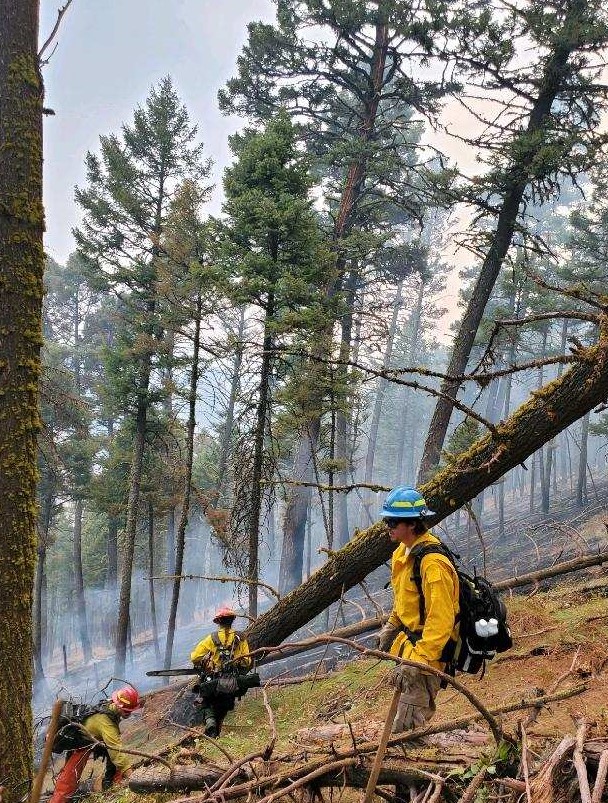 Wildland firefighters in yellow shirts stand on a steep smoky hill next to tall pine trees.