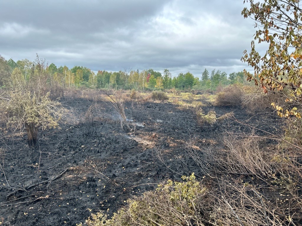 Black burned grasses surrounded by dry greenish tan grasses and green forest in the background.