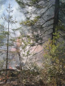 Pagami Creek fire in forest