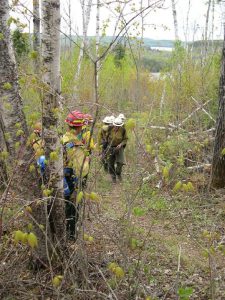 Firefighters on the fireline