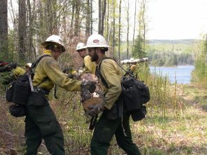 Firefighter swampers clearing trail