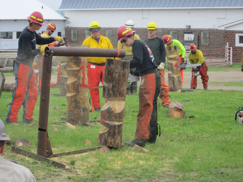 People in orange chaps use chainsaws to cut standing logs.